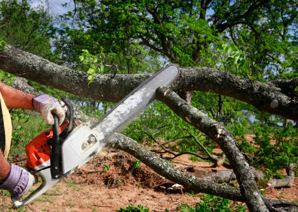 Landscape Design and Installation in Neuse Forest, NC